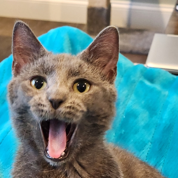 Meet your Posher, Danette - Picture 6 of 6